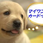 犬も身分証明書が必要?マイワンバーカードって何?迷子探しまでできる!?
